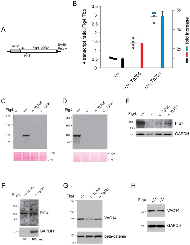 Structure and expression of the <i>Fig4</i>-I41T transgene.