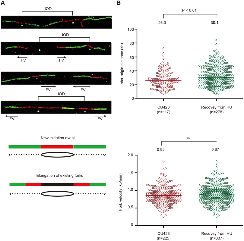DNA fiber analysis of mock-treated cells and cells recovering from HU-induced replication stress.