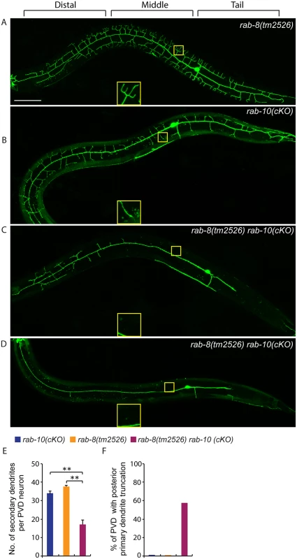 Deficiency in <i>rab-8</i> enhances the dendritic arborization defect of <i>rab-10</i> mutant.
