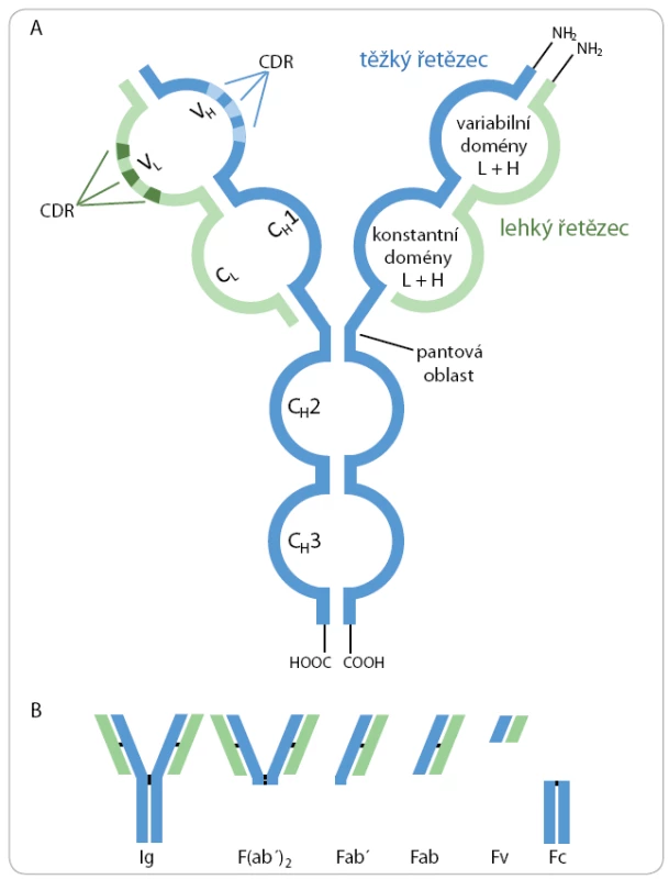 A. Schematické znázornění struktury molekuly imunoglobulinu.
B. Fragmenty protilátek vytvořené proteolytickým štěpením.