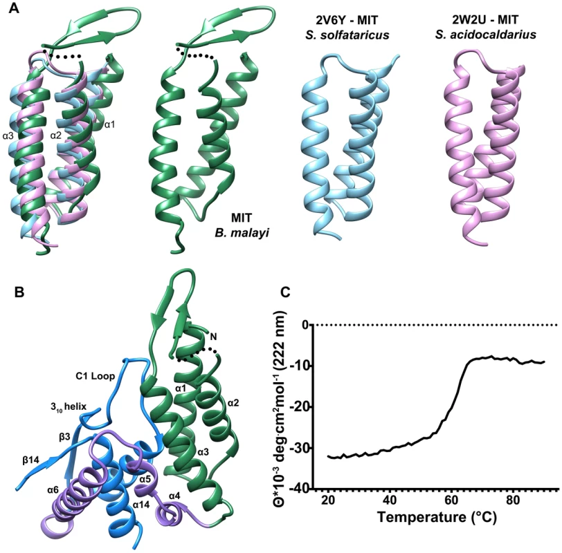 Comparison of the N-terminal MIT-like domain of T6PP with other MIT domains and its interaction with the HAD domain.