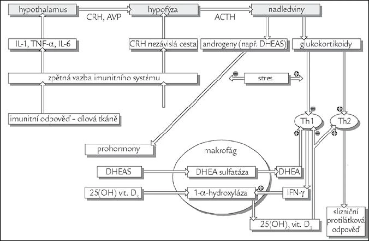 Souhra regulačních mechanizmů imunitního a endokrinního systému, do kterého je začleněn D<sub>3</sub> přes VDR receptor. Obrázek byl použit se souhlasem redakce z [1].