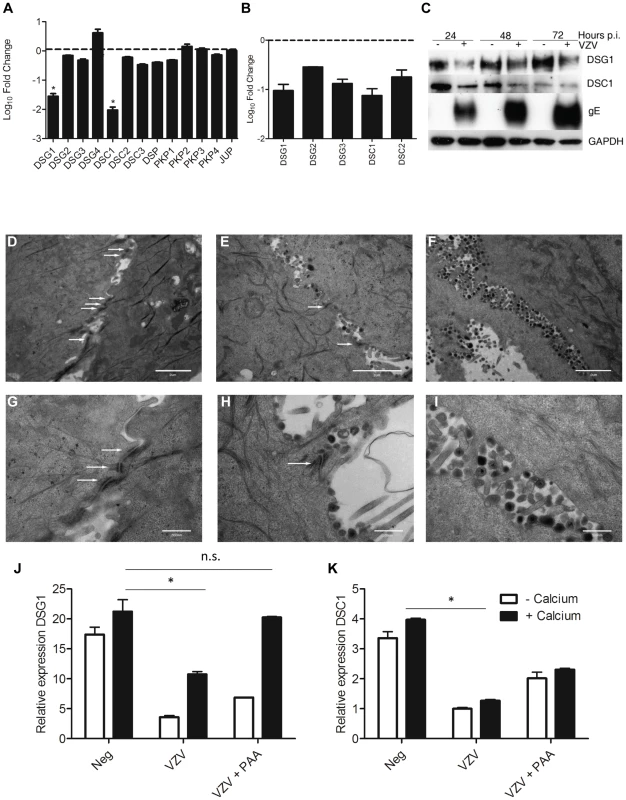VZV infection affects the integrity of the epidermis by disrupting the desmosomal junctions.