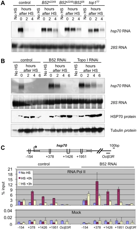 B52 and Topo I are required for <i>hsp70</i> transcription shutdown.