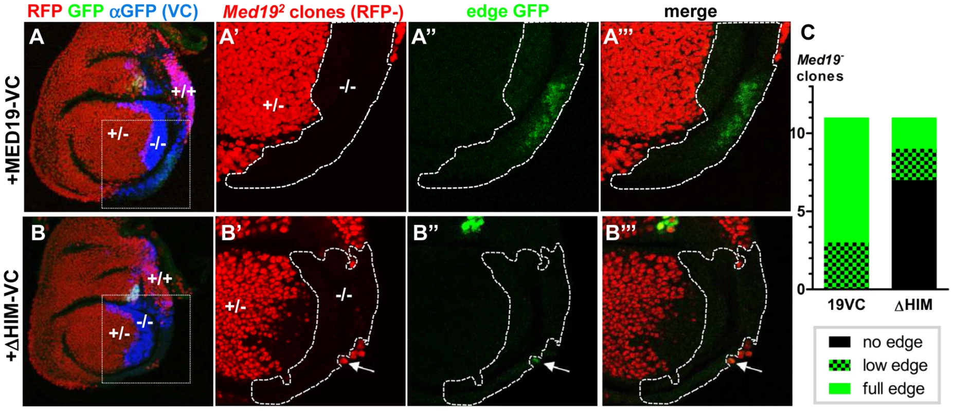 Med19 HIM is required for Ubx target gene activation, but not for cell proliferation/survival.