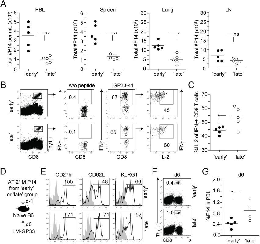 The timing of stimulation modulates the function of 2° M CD8 T cells.