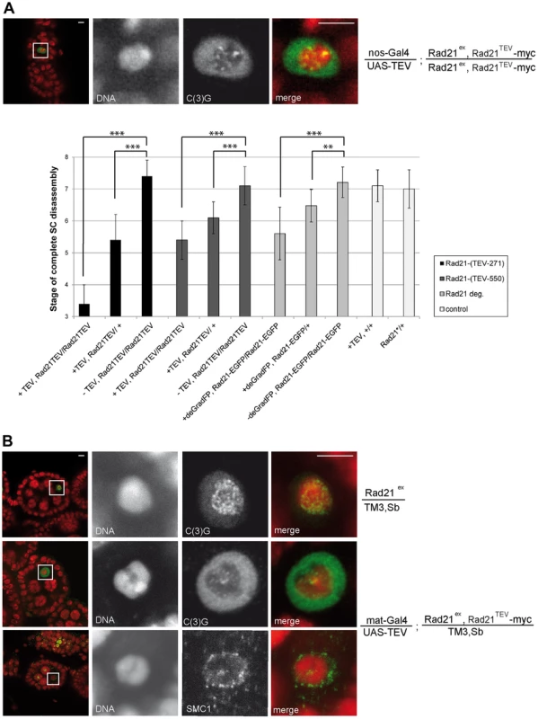 Premature SC disassembly can be triggered by Rad21 removal using different driver/transgene combinations.