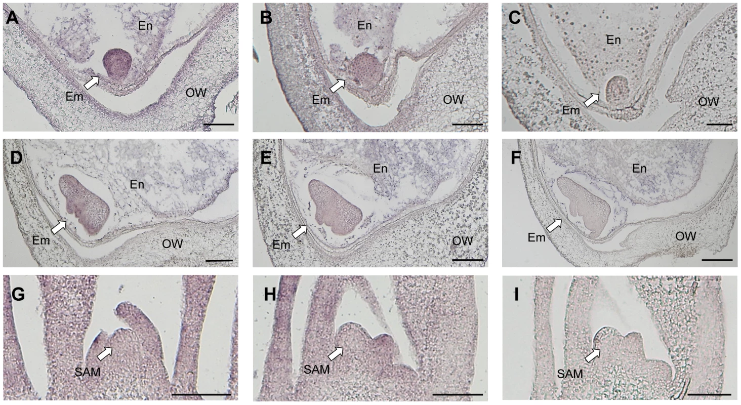 Detection of <i>Ping</i>-ORF1 spatial expression patterns by <i>in situ</i> hybridization analysis.