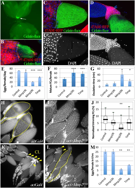 Mmp2 is required for ovulation and CL formation.