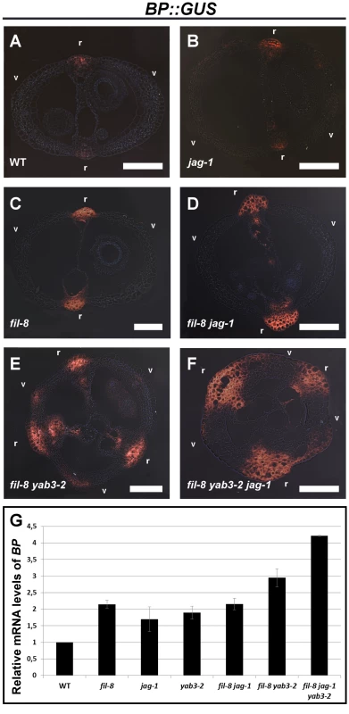 The Expression of <i>BP</i> increases in mutants with impaired <i>JAG</i>/<i>FIL</i> activity.