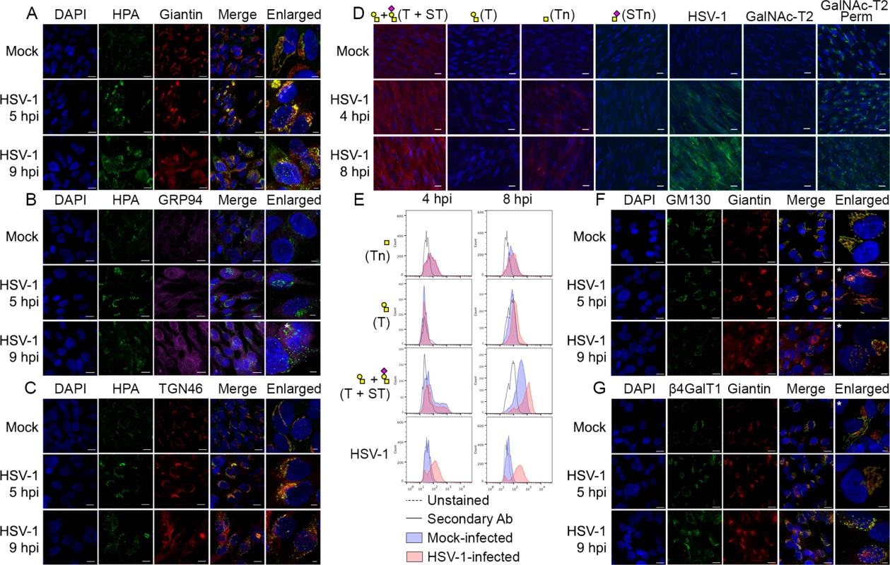 O-glycan processing upon HSV-1-induced fragmentation.
