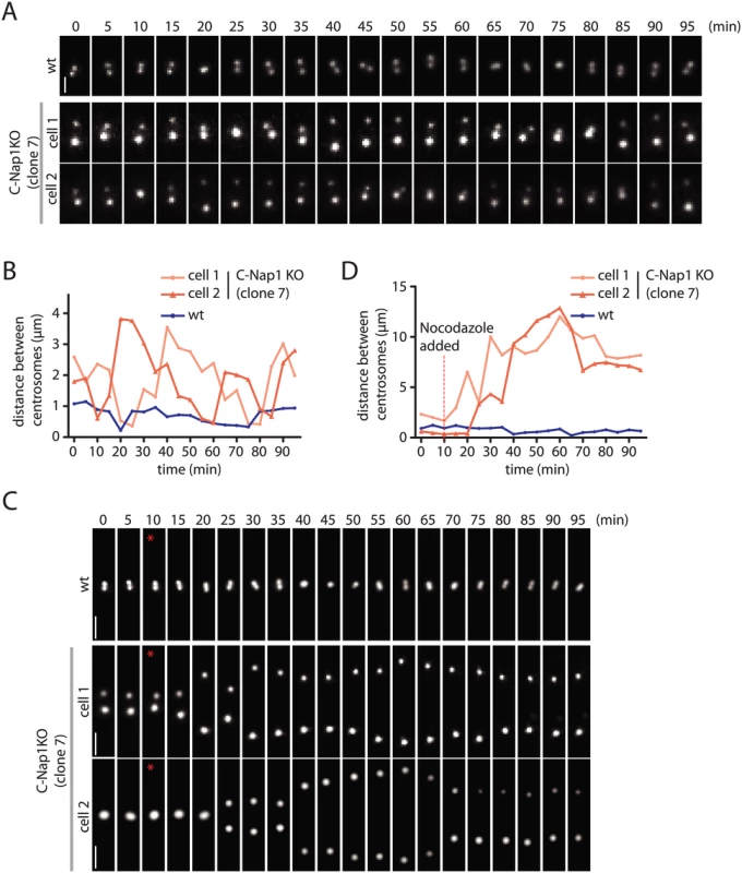 Live cell imaging of centrosome behaviour in RPE1 wt and RPE1 C-Nap1 KO cells.