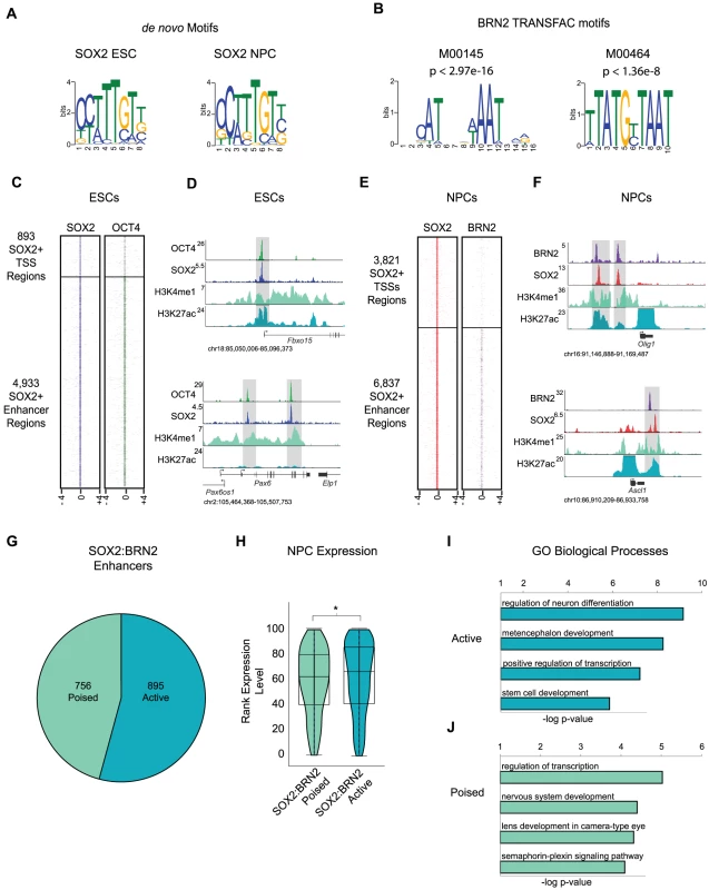 BRN2 co-occupies distal enhancers with SOX2 in NPCs.