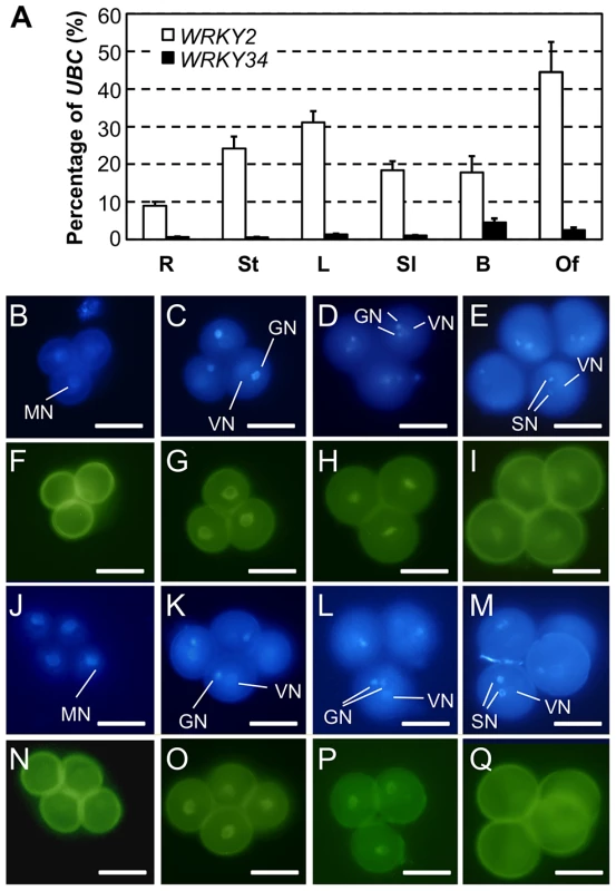 Expression and protein localization of WRKY34 and WRKY2.