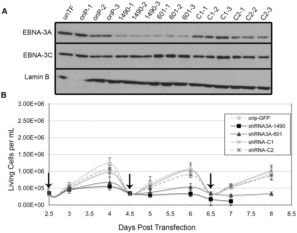 EBNA-3A is essential for proliferation of the Wp-R BL cell line Sal.
