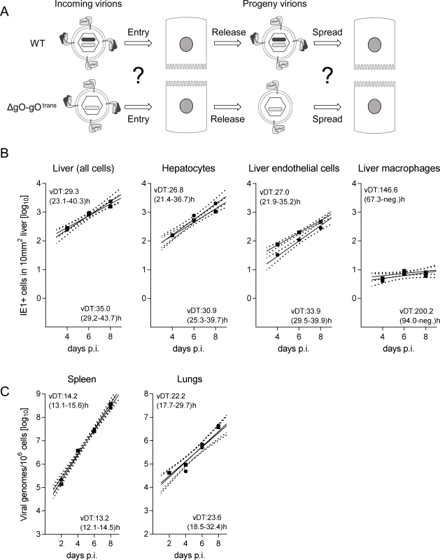 Reversal of the ΔgO growth deficiency phenotype by gO-transcomplementation.