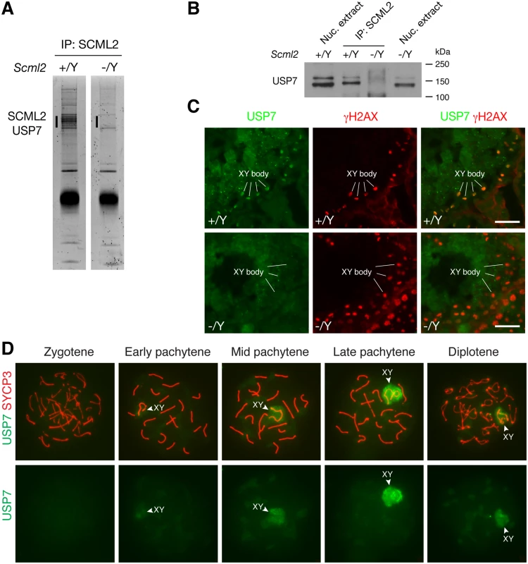 SCML2 associates with USP7 in the XY body.