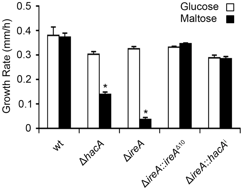 HacA and IreA promote growth on maltose medium.