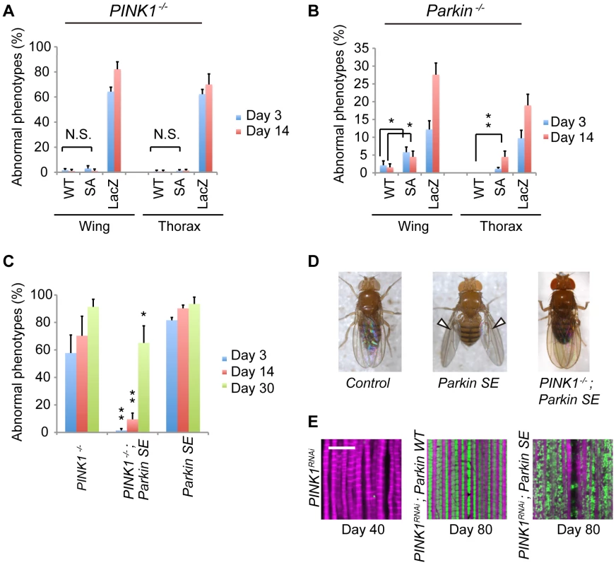 Flies expressing SE Parkin show different wing phenotypes in the presence or absence of PINK1.