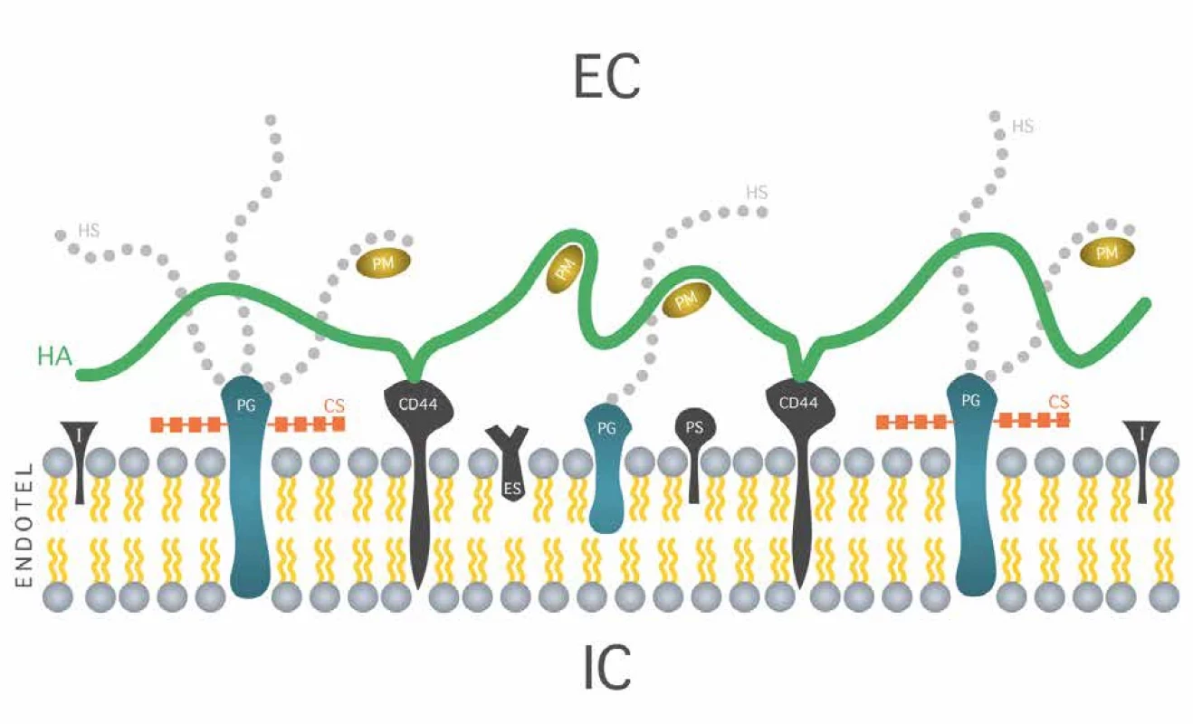 Struktura endoteliálního glykokalyxu </br> Fig. 1: Endothelial glycocalyx structure