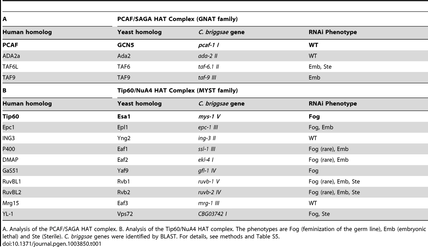 Components of the Tip60 HAT complex control the sperm/oocyte decision.