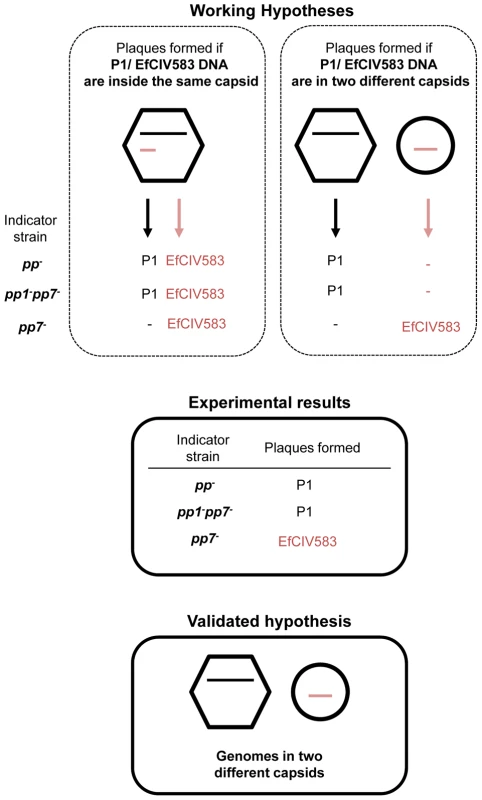 DNA of pp1 and EFCIV583 are packaged in separated capsids.