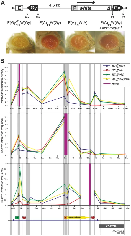 The <i>gypsy</i> insulators directly interact with the enhancer and promoter of the <i>white</i> gene.