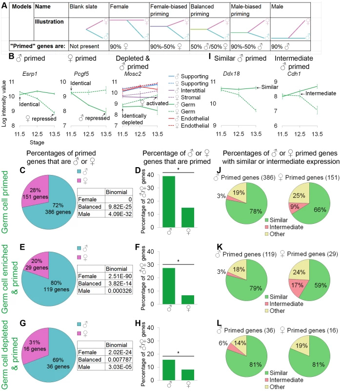 Germ cells showed lineage priming with a male bias.