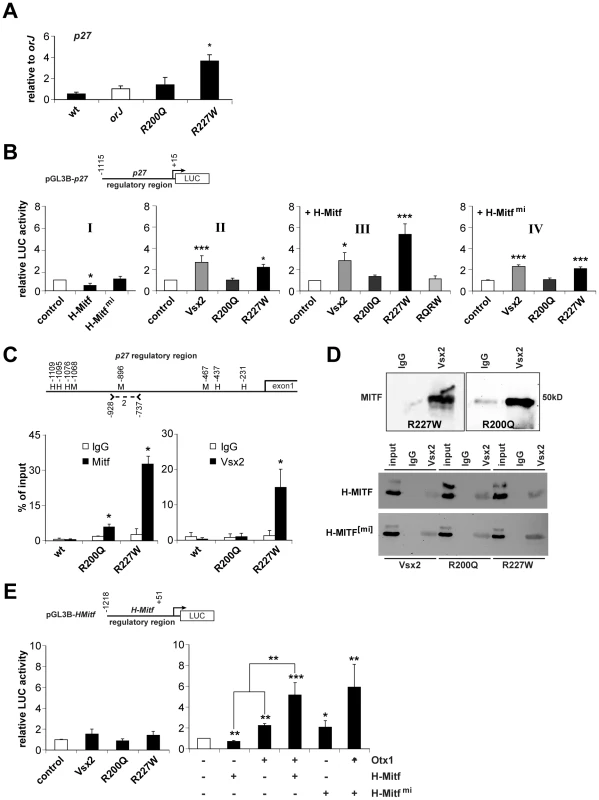 Molecular interactions between the <i>VSX2</i> variants and components of the pigmentation circuitry.