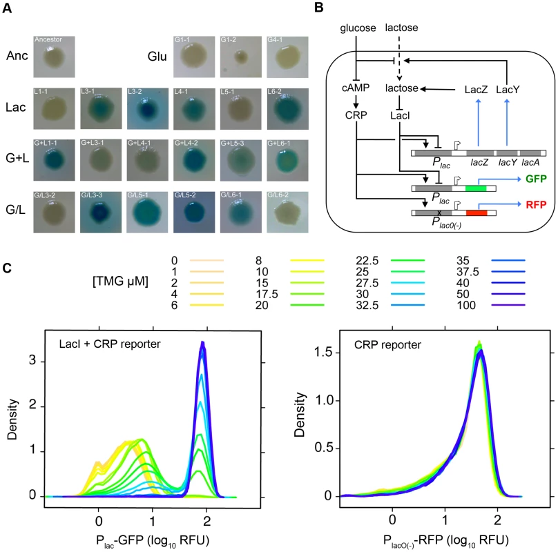 Characterization of <i>lac</i> operon regulation.
