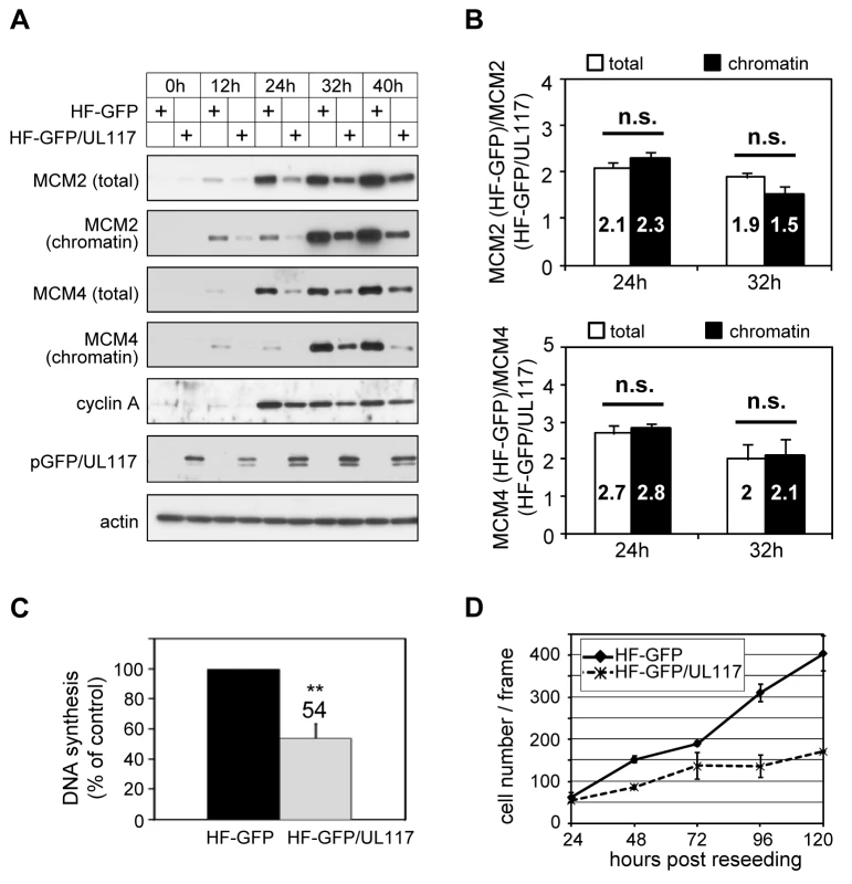 pUL117 was sufficient to inhibit proliferation and cellular DNA replication.