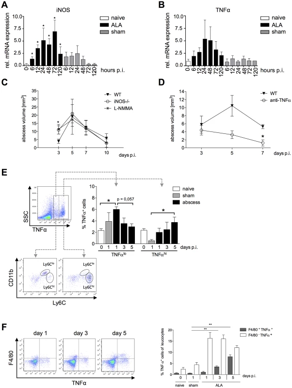 Contribution of NO and TNFα to liver tissue damage during ALA.