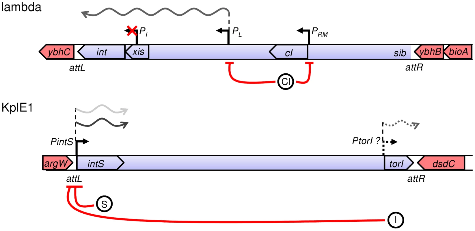 Recombination modules and regulatory features of integrase genes in lambda and KplE1 prophages.