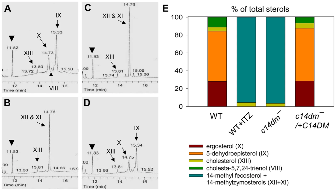 Accumulation of 14-methylated sterol intermediates and depletion of ergostane-based sterols in <i>c14dm</i><sup>−</sup> mutants.