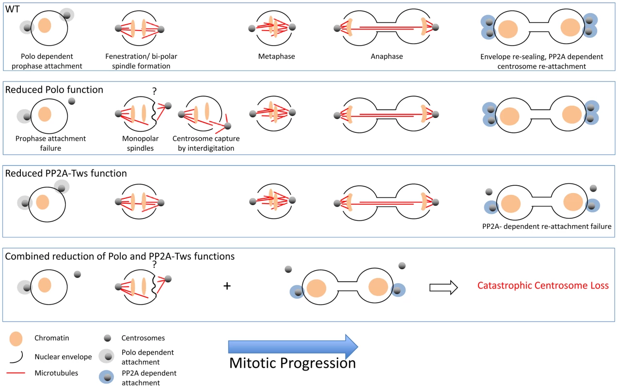 In wild-type syncitial embryos, the migration of centrosomes along the nuclear surface before their activation to nucleate microtubules co-incides with localised fenestration of the nuclear envelope beneath them.