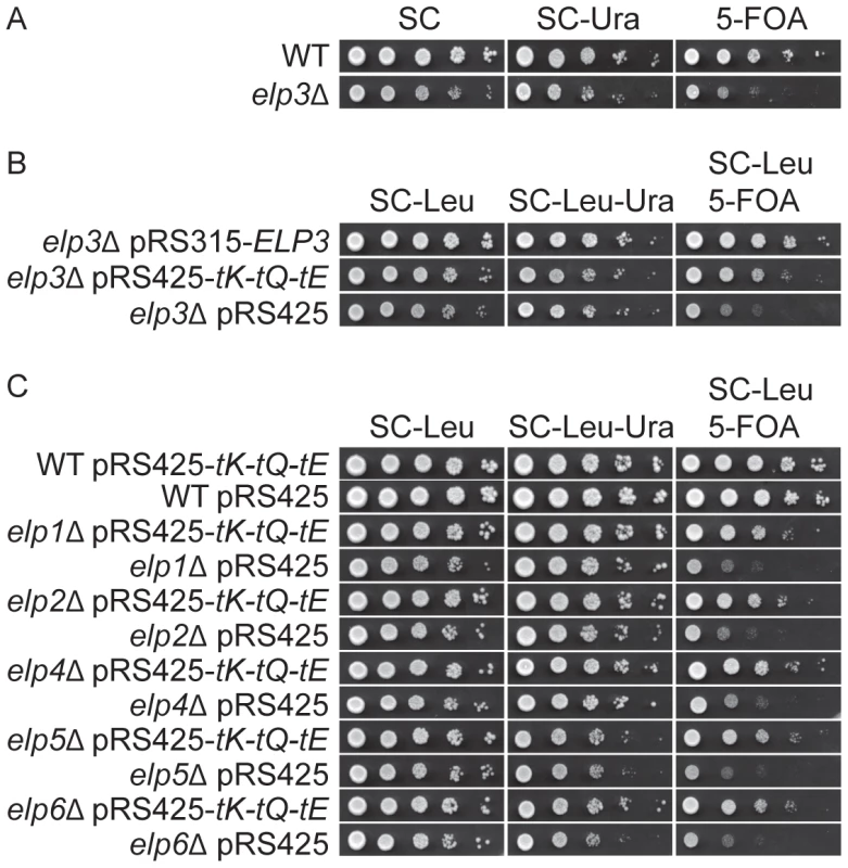 Increased levels of tRNA<sup>Lys</sup><sub>s<sup>2</sup></sub><sub>UUU</sub>, tRNA<sup>Gln</sup><sub>s<sup>2</sup></sub><sub>UUG</sub>, and tRNA<sup>Glu</sup><sub>s<sup>2</sup></sub><sub>UUC</sub> suppress the telomeric silencing defect of Elongator mutants.