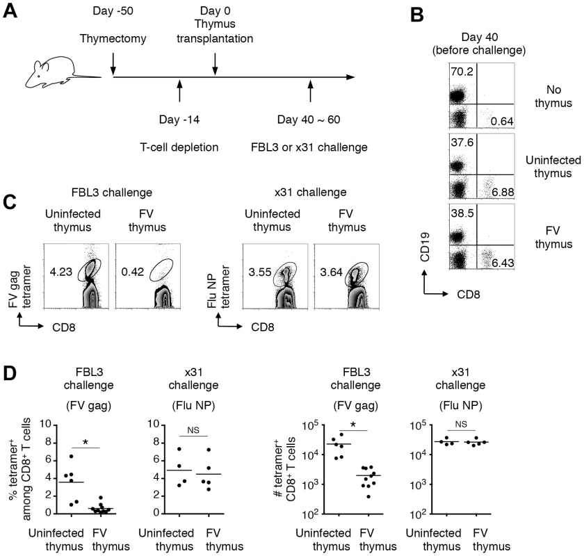 Infection of thymus with FV leads to clonal deletion of FV-specific thymocytes.