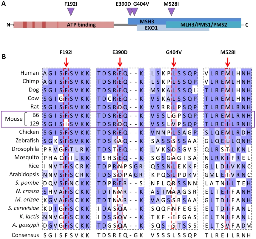 B6-129 MLH1 protein polymorphisms.
