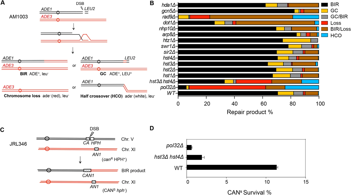 Deletion of <i>HST3</i> and <i>HST4</i> inhibits BIR.