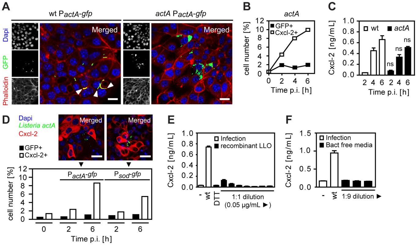Epithelial activation is not due to bacterial cell-to-cell spread, extracellular attachment, or secreted listeriolysin.