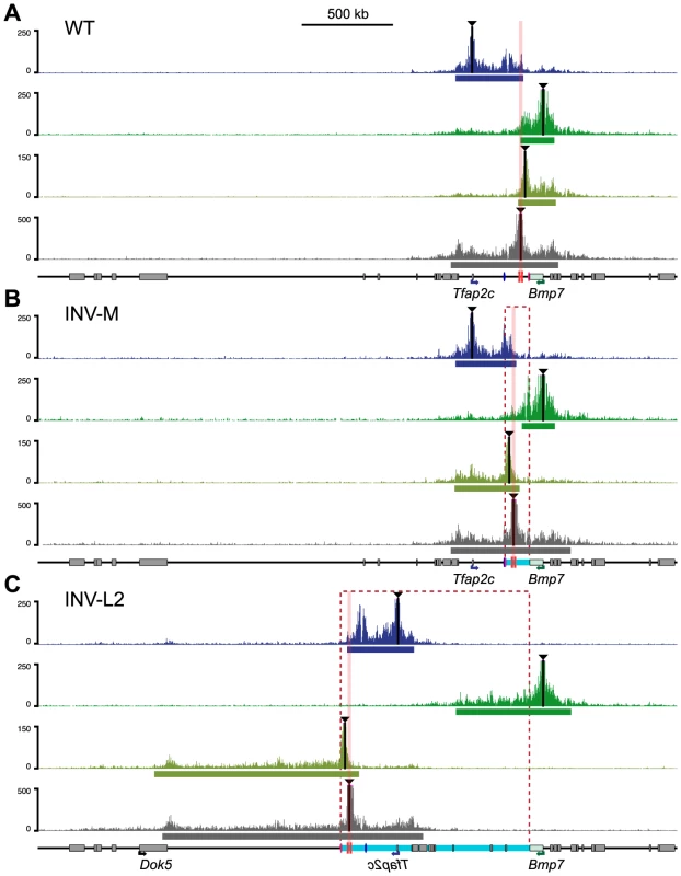 Redistribution of the interaction domains upon chromosomal inversions.