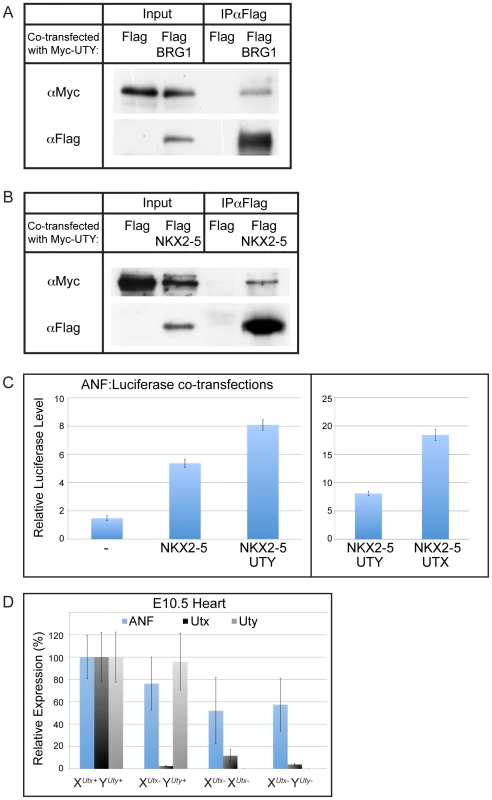 UTY associates with BRG1 and heart transcription factors, and regulates downstream ANF gene expression.