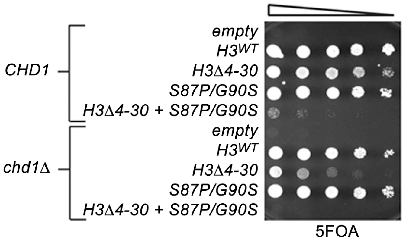The H3 N-terminal tail functions redundantly with Chd1 and an H3.3-like surface of histone H3 in budding yeast.