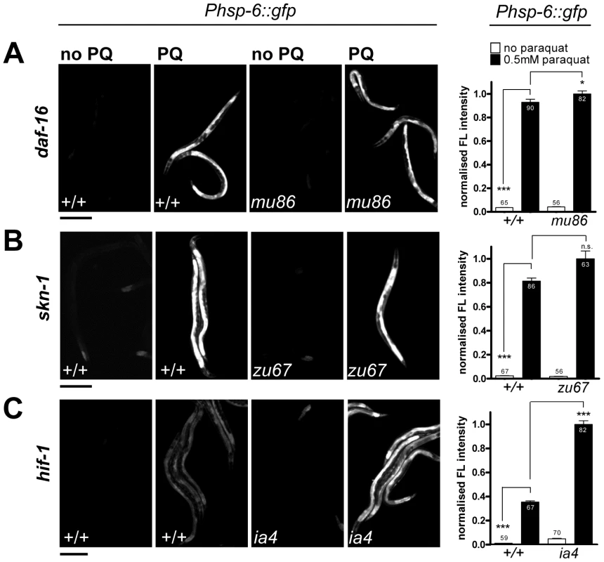 The <i>hsp-6</i> response to paraquat does not require the stress-inducible transcription factors SKN-1, DAF-16, or HIF-1.