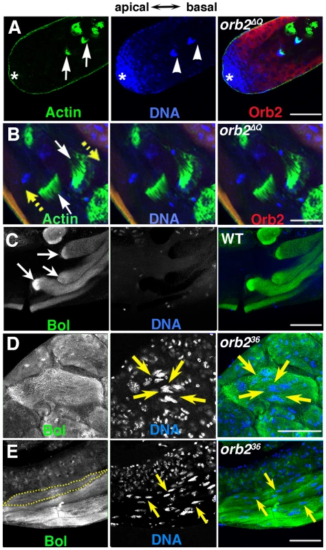 <i>orb2</i> is required for cyst polarization.