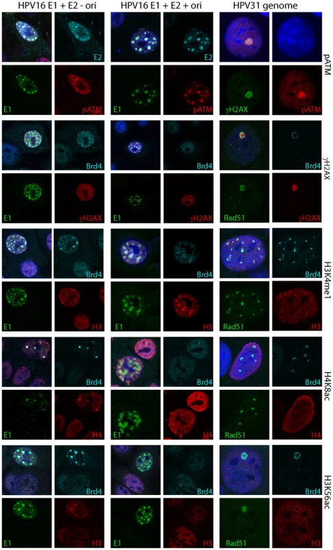 Comparison of the characteristics of foci formed by expression of E1 and E2 proteins and naturally occurring replication foci in differentiated HPV containing cells.