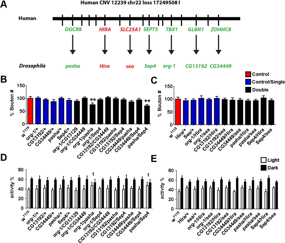 Synergistic interactions in <i>Drosophila</i> between <i>org-1, pasha</i> and <i>Sept4</i>, the orthologues of ASD-candidate genes from a <i>de novo</i> loss CNV 12239_chr22_loss_17249508_l.