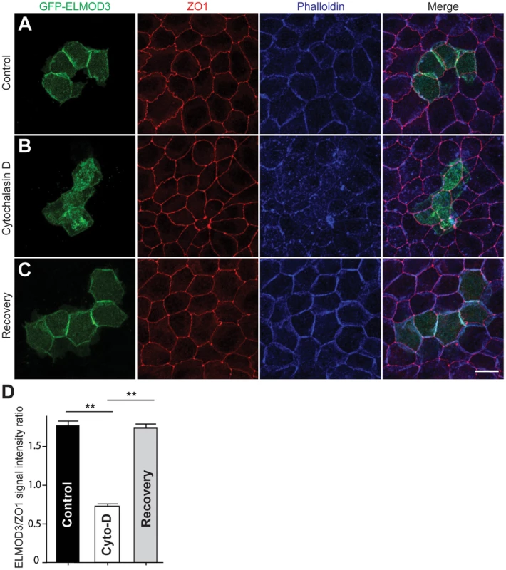 ELMOD3 is linked to the F-actin cytoskeleton.