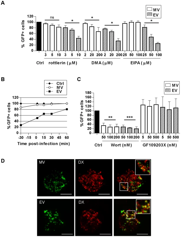 VACV is taken up by macropinocytosis in MDDCs.