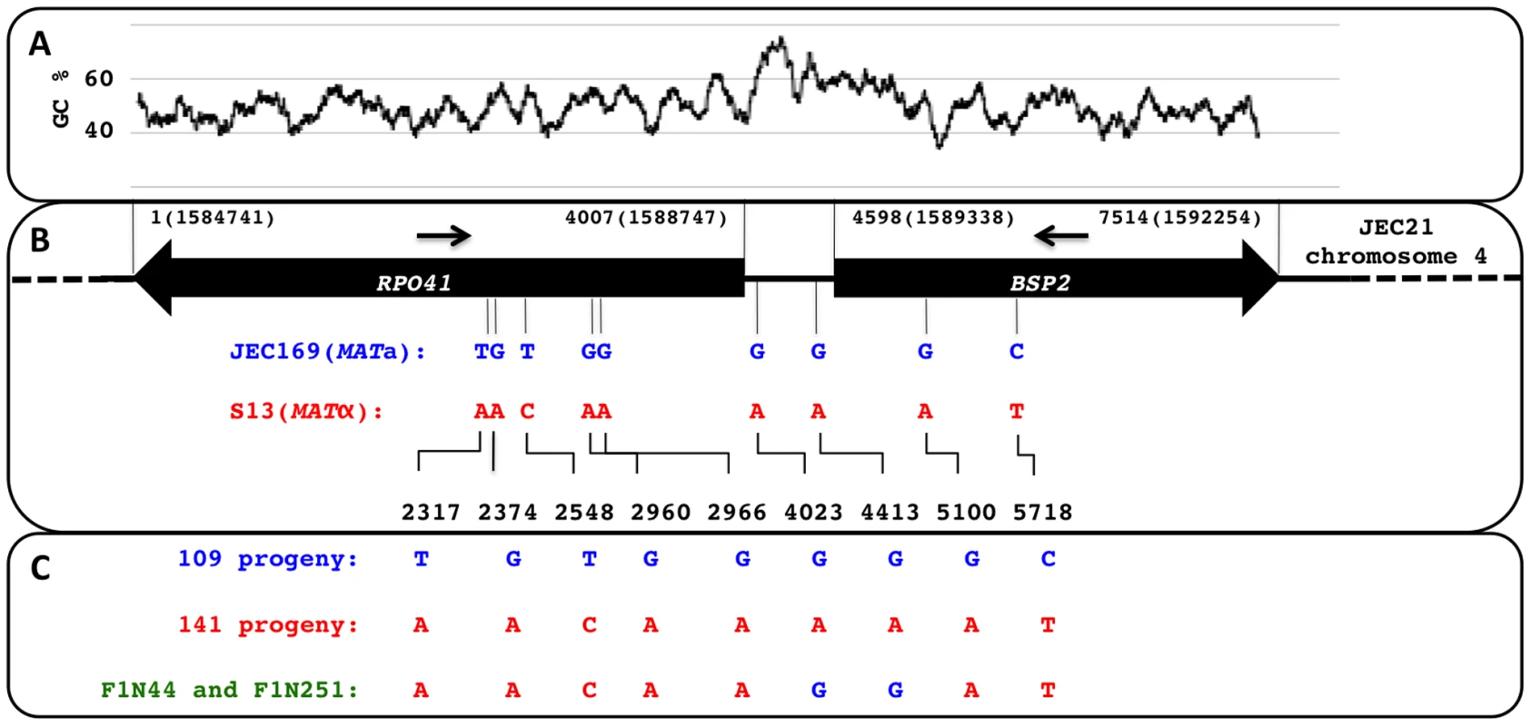 Distribution of polymorphic sites between the two parental strains and the genotypes identified among the meiotic progeny.
